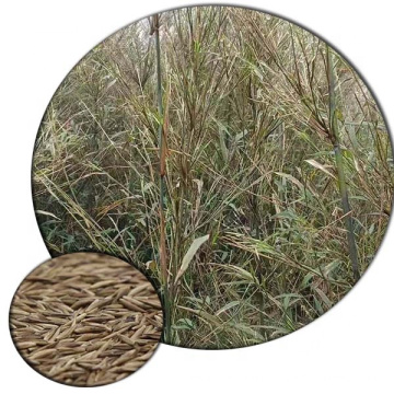 Cold hardy rare garden plant Fargesia sp. "Guizhou" arrow bamboo seeds